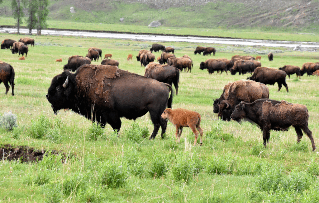 The Impact of Free-Roaming Bison on Yellowstone’s Grasslands