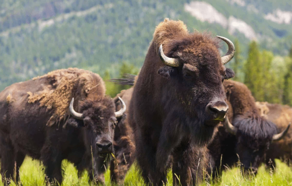 The Impact of Free-Roaming Bison on Yellowstone’s Grasslands