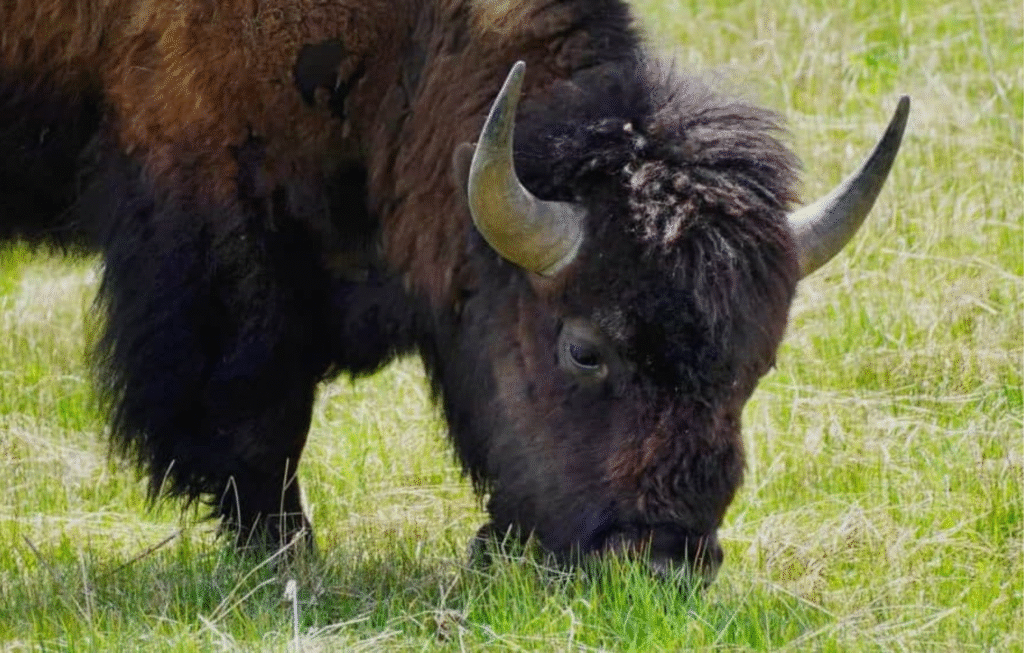The Impact of Free-Roaming Bison on Yellowstone’s Grasslands