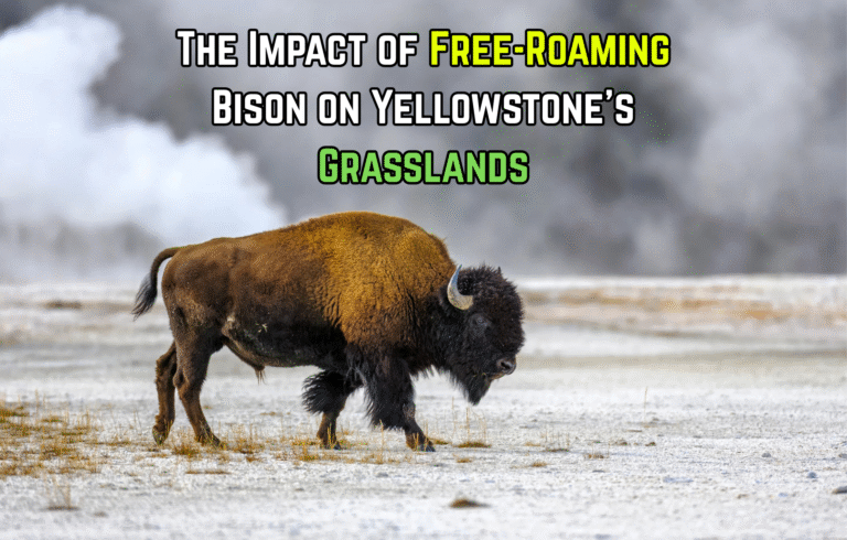 The Impact of Free-Roaming Bison on Yellowstone’s Grasslands