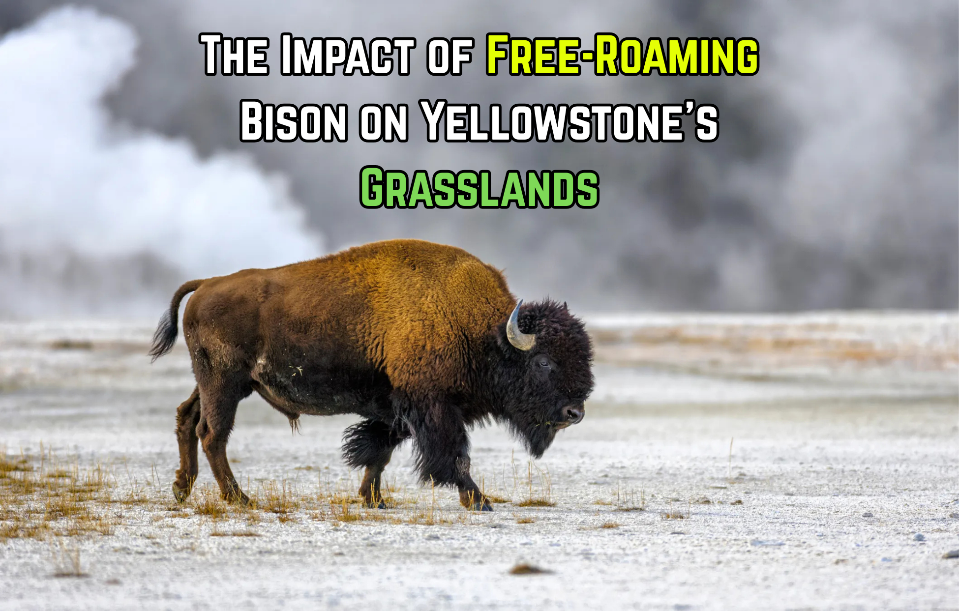 The Impact of Free-Roaming Bison on Yellowstone’s Grasslands